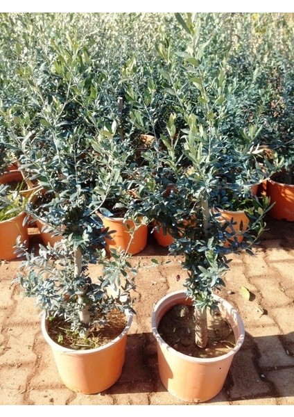 Saksıda Bodur Tipte Zeytin Fidanı Meyve Verme Durumunda 20-30 Yaş Zeytin Fidanı