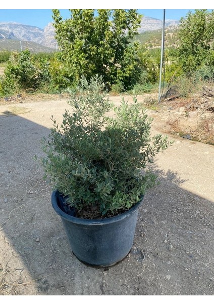 Saksıda Bodur Tipte Zeytin Fidanı Meyve Verme Durumunda 20-30 Yaş Zeytin Fidanı