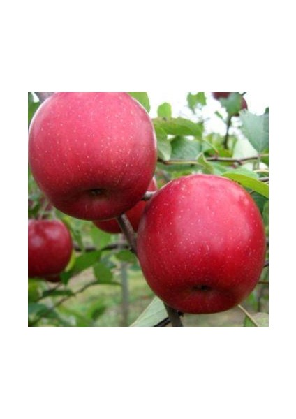 Fuji Elma Fidanı Aşılı Açık Kök