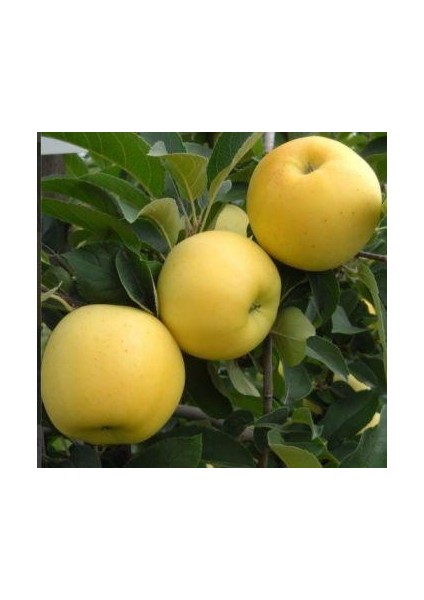 Golden Elma Fidanı Aşılı Açık Kök