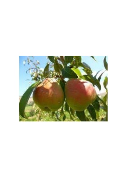 Deveci Armut Fidanı Aşılı Açık Kök