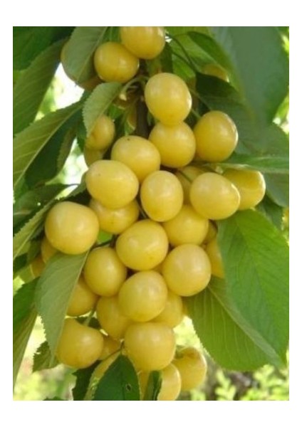 Ak Kiraz Fidanı Aşılı Açık Kök