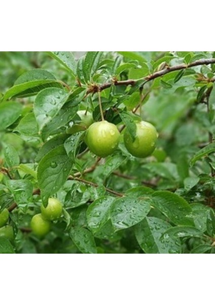 Papaz Eriği Fidanı Aşılı Açık Kök