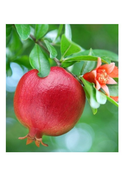 Nar Fidanı Aşılı Açık Kök