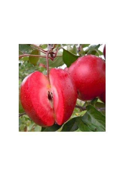 Red Love (Içi Dışı Kırmızı) Elma Fidanı