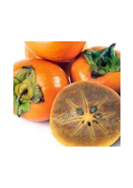 Çikolata Hurma Fidanı Aşılı Açık Kök