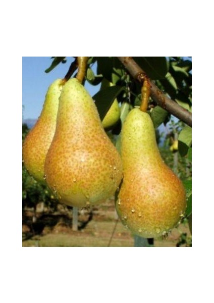 Abete Fetel Armut Fidanı Aşılı Açık Kök