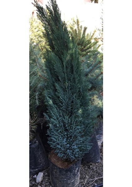 2 Yaş Elvudi Çamı, Chamaecyparis Lawsoniana 70-100 cm