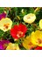 Ipek (Şellaki) Tohumu Yerli Portulaca Grandiflora 100 Adet 1