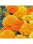 Kadife Tohumu Yerli Tagetes L. 50 Adet 1