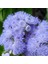 Vapur Dumanı Tohumu Yerli Ageratum Houstanianum 100 Adet 1