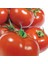 Domates Tohumu Yerli SC-2121 3 Gram 1
