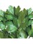 Maydanoz Tohumu 10 Gram 1