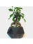 - Ficus Ginseng Bonsai & Siyah Geometrik Beton Saksıda Hediyelik Canlı Çiçek 1