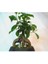 - Ficus Ginseng Bonsai & Siyah Geometrik Beton Saksıda Hediyelik Canlı Çiçek 3