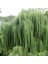 Tüplü Salkım Söğüt Ağacı (Salix Babylonica) Fidanı (5 Adet) 1