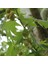 Tüplü Anadolu Çınar Ağacı (Platanus Orientalis) Fidanı 1