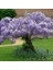 Tüplü Yoğun Kokulu Wisteria Sinensis Mor Salkım Fidanı (30-50 Cm) 10 Adet 1