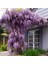 Tüplü Yoğun Kokulu Wisteria Sinensis Mor Salkım Fidanı (70-100 Cm) 1
