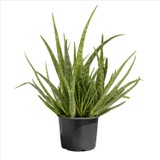 Bahçemiz Burada Aloe Vera 20-40 cm