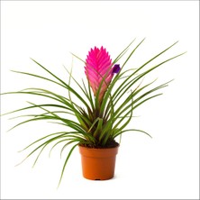 Bahçemiz Burada Tillandsia - Hava Çiçeği (15-25 Cm)