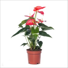 Bahçemiz Burada Antoryum - Anthurium Büyük Boy
