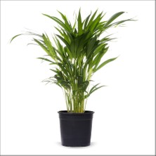 Bahçemiz Burada Areka Palmiyesi