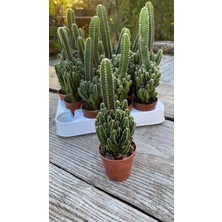 Cereus Kaktüs 5,5 cm Saksı