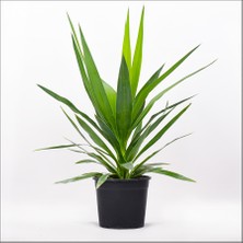 Bahçemiz Burada Avize Çiçeği (60-80 Cm)