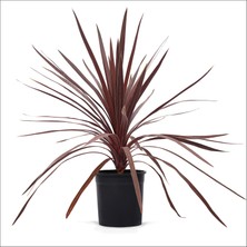 Bahçemiz Burada Kordilin Kırmızı Yapraklı (40-60 Cm)