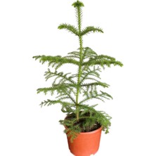 Fidanova Salon Çamı, Araucaria, 68 cm Boyunda