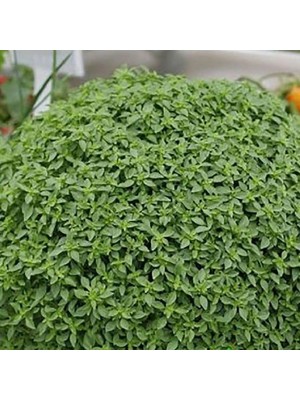 Arzuman Top Reyhan Tohumu Yerli Ocimum Basilicum 100 Adet