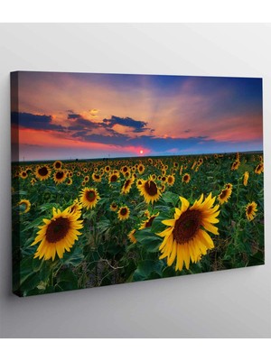 MonoStella Ayçiçek Resimli Kanvas Tablo