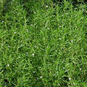 Kekik Tohumu Yerli Satureja Hortensis 100 Adet