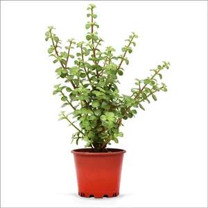 Bahçemiz Burada Yeşim (Para) Çiçeği 40 Cm) YSMA0001