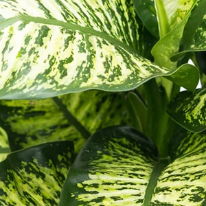 Bahçemiz Burada Difenbahya Tropik Snow (40-60 Cm)