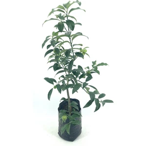 My Botanik Aşılı Kumkuat (Kamkat) Fidanı-2 Yaş (70-80 Cm)