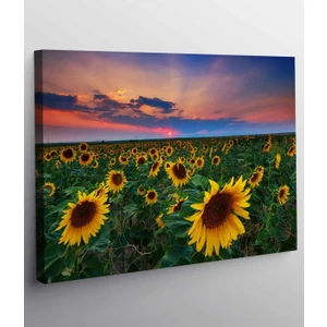 Vera Store Ayçiçek  Resimli Kanvas Tablo