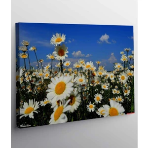 Vera Store Papatya Resimli Kanvas Tablo