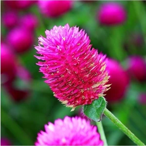 10 Adet Tohum Nadir Bulunan Pembe Medine Çiçeği Tohumu + Tohum