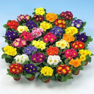 20 Adet Nadir Bulunan Çuha Çiçeği Çuha Çiçek Tohumu  + Tohum