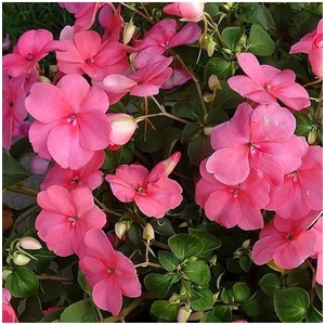 50 Adet Nadir Bulunan Sevgi Çiçeği Tohumu Sevgi Çiçek Tohumu  + Tohum