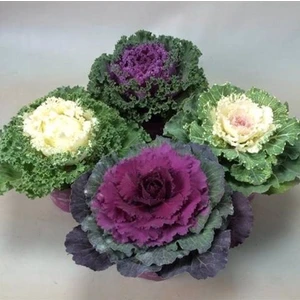 10 Adet Nadir Bulunan Süs Lahanası Çiçeği Tohumu Süs Lahana Çiçek Tohumu + Saksı + Toprak