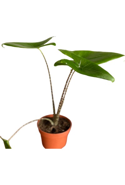 Fidanova Alocasia Zebrina, Egzotik Bitki