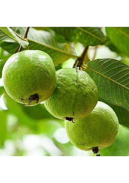 - Tüplü Guava Fidanı Yaş 2 Boy 100-130 cm