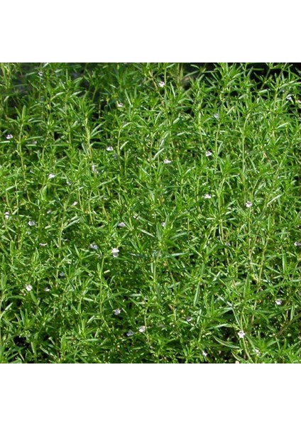 Kekik Tohumu Yerli Satureja Hortensis 100 Adet