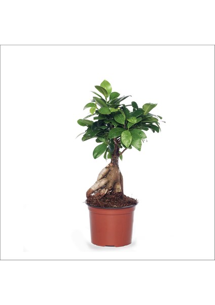 Bonsai Ağacı - Ficus Ginseng (Küçük 15-35 Cm)
