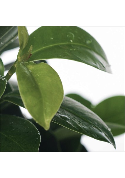 Bonsai Ağacı - Ficus Ginseng (Küçük 15-35 Cm)