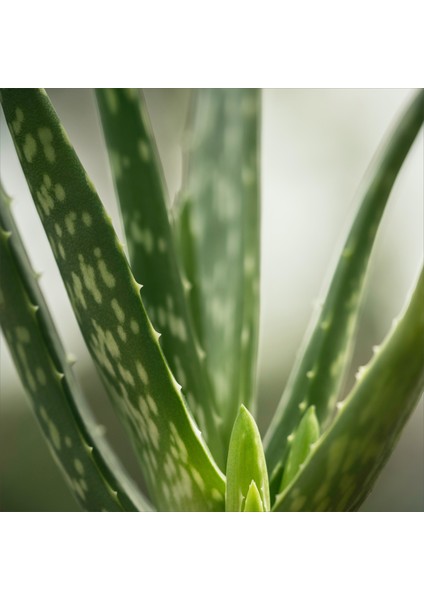 Aloe Vera 20-40 cm