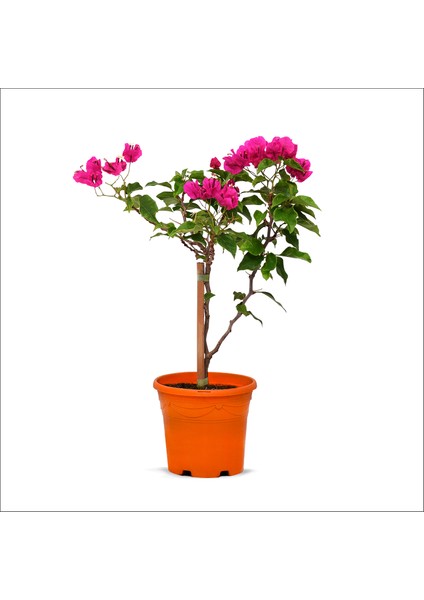 Tijli Begonvil - Bougainvillea (50-70 Cm)